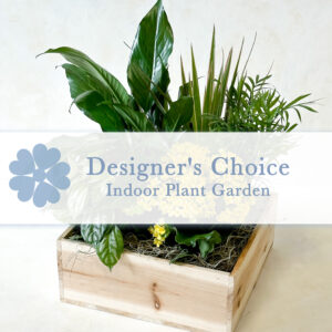 Indoor Plant Garden - Designer's Choice