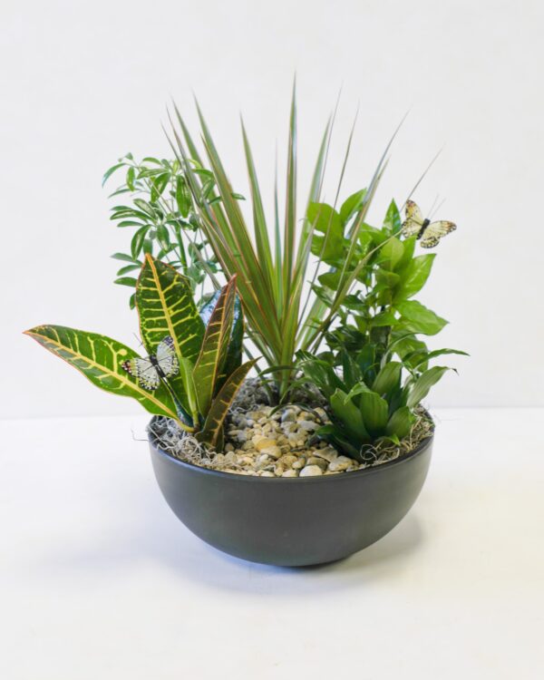 Tranquil Dish Garden