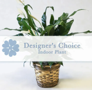 Indoor Plant - Designer's Choice